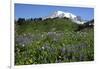 Mount Rainier Viewed from Paradise, Mount Rainier NP, Washington, Usa-Michel Hersen-Framed Photographic Print