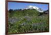 Mount Rainier Viewed from Paradise, Mount Rainier NP, Washington, Usa-Michel Hersen-Framed Photographic Print