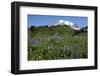 Mount Rainier Viewed from Paradise, Mount Rainier NP, Washington, Usa-Michel Hersen-Framed Photographic Print