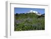 Mount Rainier Viewed from Paradise, Mount Rainier NP, Washington, Usa-Michel Hersen-Framed Photographic Print