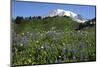 Mount Rainier Viewed from Paradise, Mount Rainier NP, Washington, Usa-Michel Hersen-Mounted Photographic Print