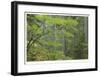 Mount Rainier Vine Maple-Donald Paulson-Framed Giclee Print