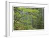 Mount Rainier Vine Maple-Donald Paulson-Framed Giclee Print