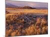 Mount Shasta from Tule Lakes, Kalamath Falls National Wildlife Reserve, Oregon, USA-William Sutton-Mounted Photographic Print