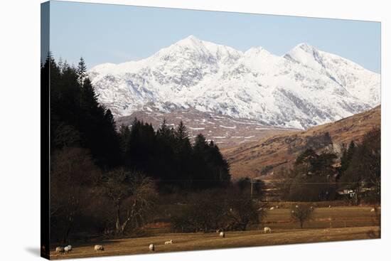 Mount Snowdon Capped with Snow as Welsh Sheep Graze on a Sunny Spring Day, Snowdonia National Park-Stuart Forster-Stretched Canvas