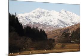 Mount Snowdon Capped with Snow as Welsh Sheep Graze on a Sunny Spring Day, Snowdonia National Park-Stuart Forster-Mounted Photographic Print