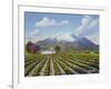 Mount St Helena-Eduardo Camoes-Framed Giclee Print