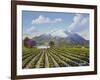 Mount St Helena-Eduardo Camoes-Framed Giclee Print