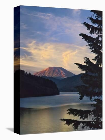 Mount St. Helens (After)-Steve Terrill-Stretched Canvas