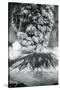 Mount St. Helens Eruption, 1980-Science Source-Stretched Canvas