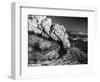 Mount St. Helens Eruption and Mount Hood-Bettmann-Framed Photographic Print