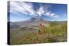 Mount St Helens Volcano with Flowers in Foreground-null-Stretched Canvas