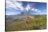 Mount St Helens Volcano with Flowers in Foreground-null-Stretched Canvas