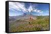 Mount St Helens Volcano with Flowers in Foreground-null-Framed Stretched Canvas