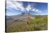 Mount St Helens Volcano with Flowers in Foreground-null-Stretched Canvas