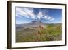 Mount St Helens Volcano with Flowers in Foreground-null-Framed Photographic Print