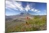 Mount St Helens Volcano with Flowers in Foreground-null-Mounted Photographic Print