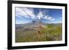 Mount St Helens Volcano with Flowers in Foreground-null-Framed Photographic Print