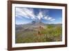 Mount St Helens Volcano with Flowers in Foreground-null-Framed Photographic Print