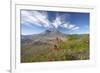 Mount St Helens Volcano with Flowers in Foreground-null-Framed Photographic Print