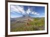 Mount St Helens Volcano with Flowers in Foreground-null-Framed Photographic Print