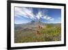 Mount St Helens Volcano with Flowers in Foreground-null-Framed Photographic Print