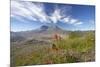 Mount St Helens Volcano with Flowers in Foreground-null-Mounted Photographic Print