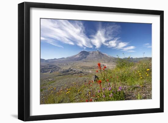 Mount St Helens Volcano with Flowers in Foreground-null-Framed Photographic Print