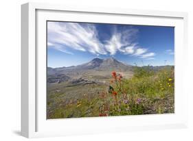 Mount St Helens Volcano with Flowers in Foreground-null-Framed Photographic Print