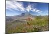 Mount St Helens Volcano with Flowers in Foreground-null-Mounted Photographic Print