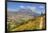 Mount St. Helens with wild flowers, Mount St. Helens National Volcanic Monument, Washington State, -Richard Maschmeyer-Framed Photographic Print