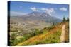 Mount St. Helens with wild flowers, Mount St. Helens National Volcanic Monument, Washington State, -Richard Maschmeyer-Stretched Canvas