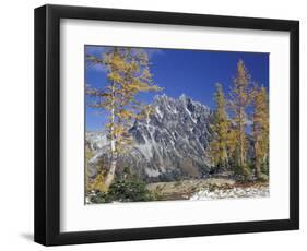 Mount Stuart with Golden Larch Trees, Mount Stuart Range, Washington, USA-null-Framed Photographic Print