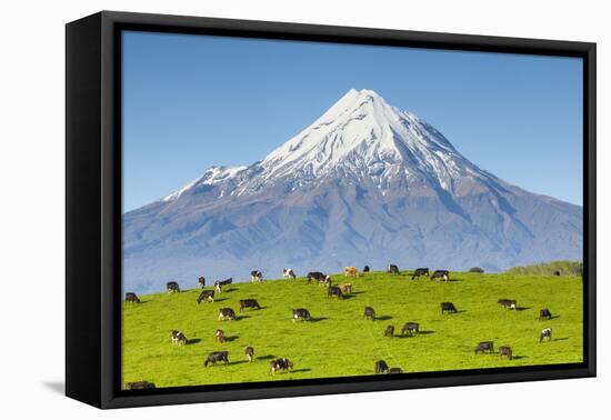 Mount Taranaki (Egmont) and Grazing Dairy Cows, Taranaki, North Island, New Zealand-Doug Pearson-Framed Stretched Canvas