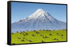 Mount Taranaki (Egmont) and Grazing Dairy Cows, Taranaki, North Island, New Zealand-Doug Pearson-Framed Stretched Canvas