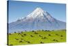 Mount Taranaki (Egmont) and Grazing Dairy Cows, Taranaki, North Island, New Zealand-Doug Pearson-Stretched Canvas