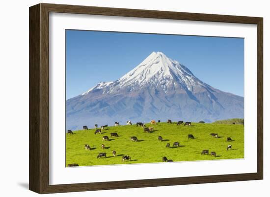 Mount Taranaki (Egmont) and Grazing Dairy Cows, Taranaki, North Island, New Zealand-Doug Pearson-Framed Photographic Print