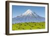 Mount Taranaki (Egmont) and Grazing Dairy Cows, Taranaki, North Island, New Zealand-Doug Pearson-Framed Photographic Print