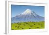 Mount Taranaki (Egmont) and Grazing Dairy Cows, Taranaki, North Island, New Zealand-Doug Pearson-Framed Photographic Print