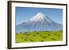 Mount Taranaki (Egmont) and Grazing Dairy Cows, Taranaki, North Island, New Zealand-Doug Pearson-Framed Photographic Print