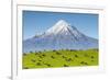 Mount Taranaki (Egmont) and Grazing Dairy Cows, Taranaki, North Island, New Zealand-Doug Pearson-Framed Photographic Print