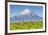 Mount Taranaki (Egmont) and Grazing Dairy Cows, Taranaki, North Island, New Zealand-Doug Pearson-Framed Photographic Print