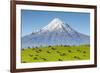 Mount Taranaki (Egmont) and Grazing Dairy Cows, Taranaki, North Island, New Zealand-Doug Pearson-Framed Photographic Print