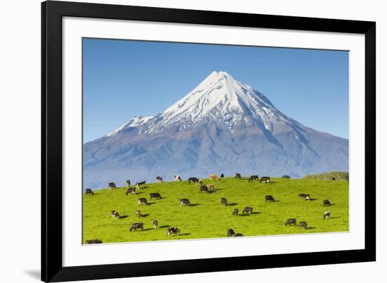 Mount Taranaki (Egmont) and Grazing Dairy Cows, Taranaki, North Island, New Zealand-Doug Pearson-Framed Photographic Print