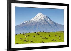 Mount Taranaki (Egmont) and Grazing Dairy Cows, Taranaki, North Island, New Zealand-Doug Pearson-Framed Photographic Print