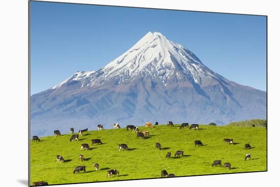 Mount Taranaki (Egmont) and Grazing Dairy Cows, Taranaki, North Island, New Zealand-Doug Pearson-Mounted Photographic Print