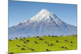 Mount Taranaki (Egmont) and Grazing Dairy Cows, Taranaki, North Island, New Zealand-Doug Pearson-Mounted Photographic Print