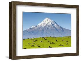 Mount Taranaki (Egmont) and Grazing Dairy Cows, Taranaki, North Island, New Zealand-Doug Pearson-Framed Photographic Print