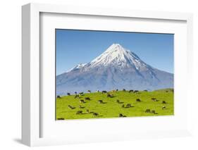 Mount Taranaki (Egmont) and Grazing Dairy Cows, Taranaki, North Island, New Zealand-Doug Pearson-Framed Photographic Print