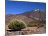Mount Teide, Parque Nacional De Las Canadas Del Teide Tenerife, Canary Islands-White Gary-Mounted Photographic Print